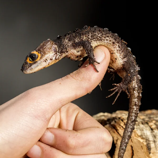 Красноглазый крокодил-скин на руке Лицензионные Стоковые Изображения
