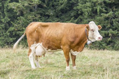 Arka planda ağaçlarıyla bir mera üzerinde inek duran
