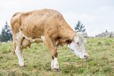 İnek bir dağ mera üzerinde sinek rahatsız
