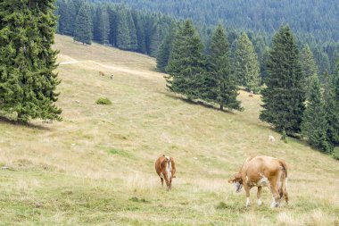 İğne yapraklı ağaçların arasında otlatma inek sürüsü