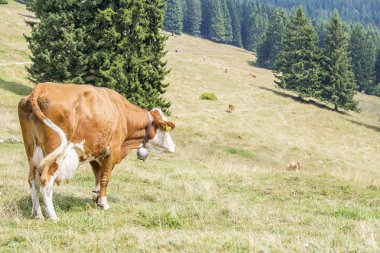Cow looking the herd grazing on a mountain pasture clipart