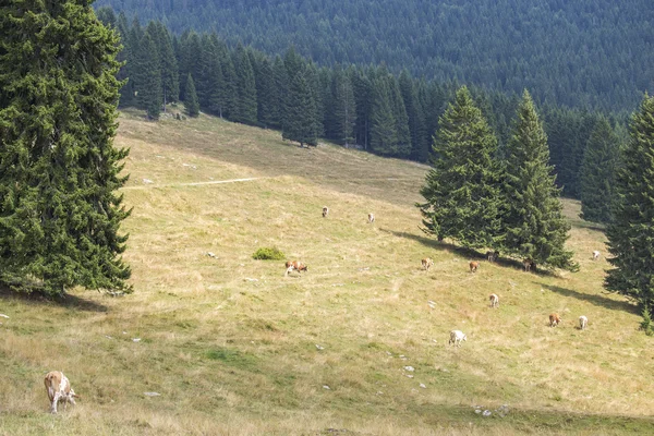 Herd of cows grazing between pine trees — Stock Photo, Image