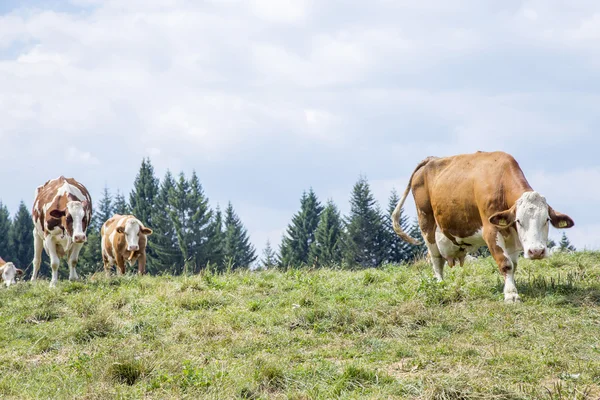목초지를 따라 접근 하는 소의 무리 — 스톡 사진