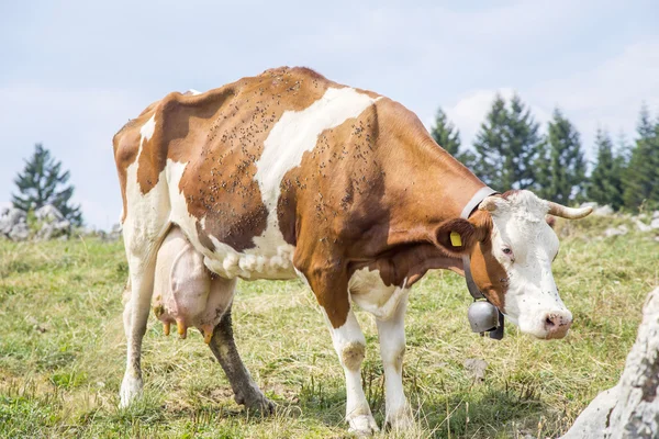 Image result for foto de una vaca flaca