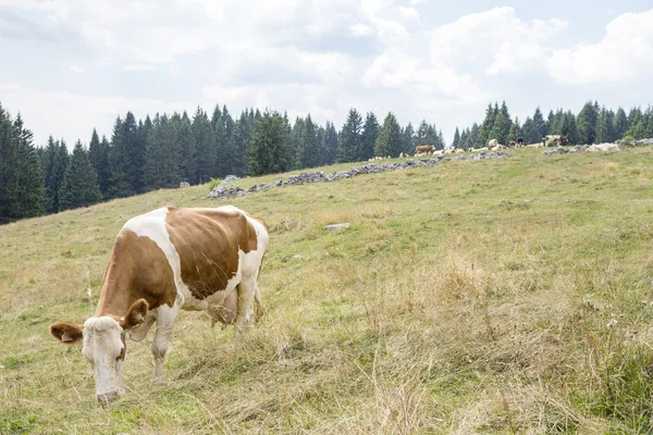 Vit och brun ko betande — Stockfoto