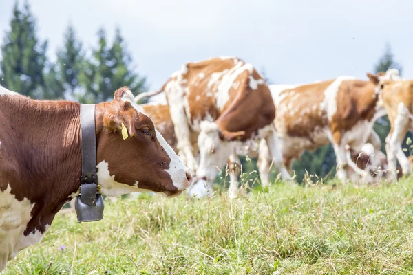 Голова коровы с колокольчиком на шее — стоковое фото