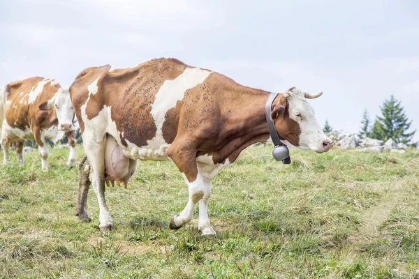 Vaca magro coberto por moscas andando em um pasto Imagem De Stock