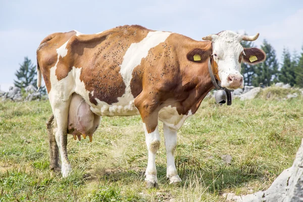 Vaca magro coberto por moscas de pé em um pasto Imagens Royalty-Free