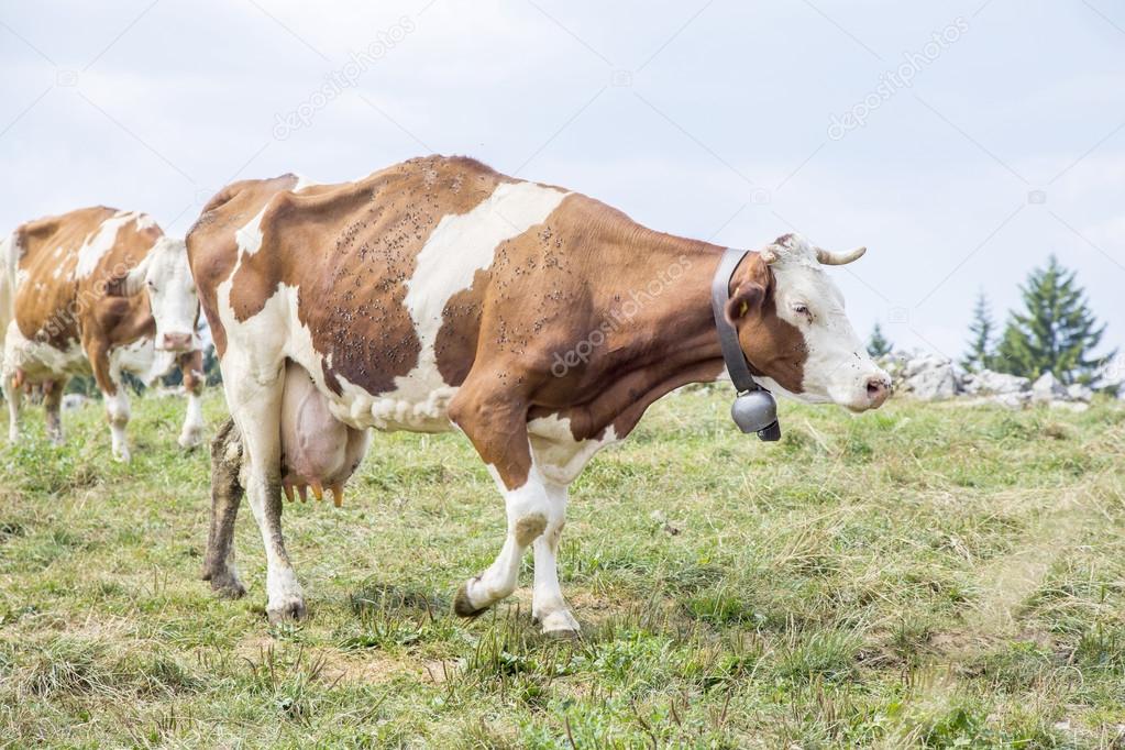 Skinny cow covered by flies walking on a pasture