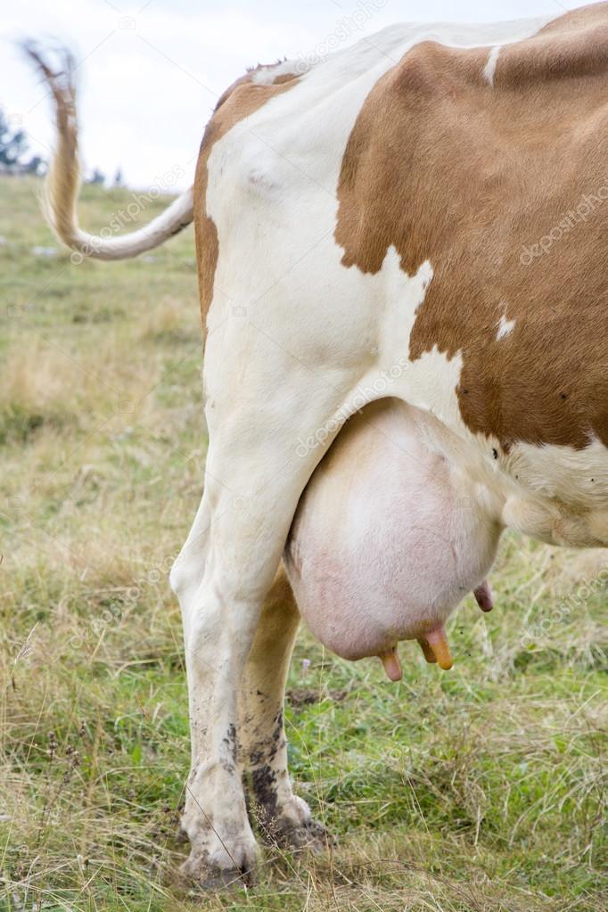 Udders full of milk of a cow
