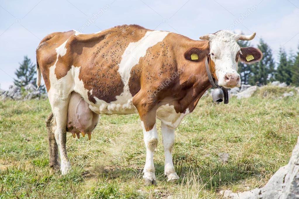 depositphotos_98287322-stock-photo-skinny-cow-covered-by-flies.jpg