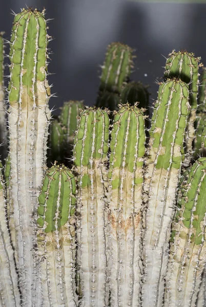 Stonky Euphorbia officinarum z Maroka — Stock fotografie