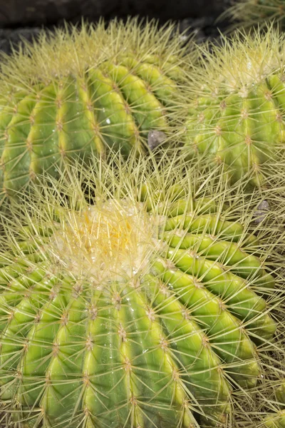 Echinocactus grusonii noto come cuscino della suocera — Foto Stock