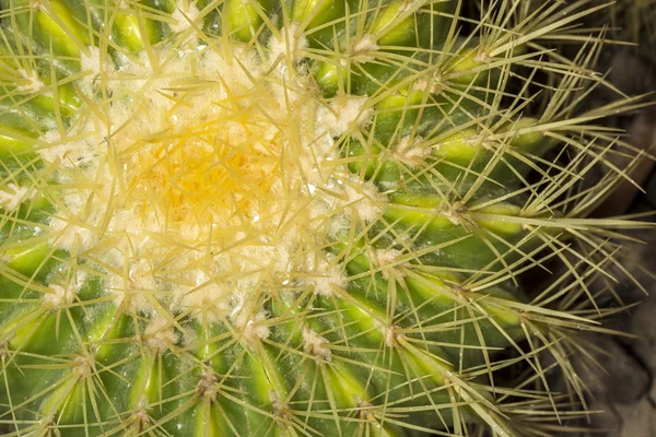 Echinocactus grusonii known as golden barrel cactus — Stock Photo, Image