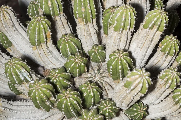 Primer plano de una planta suculenta de Euphorbia officinarum — Foto de Stock