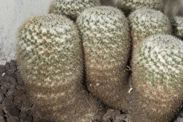 Mammillaria parkinsonii cactus noto come gufo-occhio puntaspilli — Foto Stock
