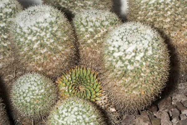 Mamilárie parkinsonii sukulentní rostlina známá jako sova oko kaktus — Stock fotografie