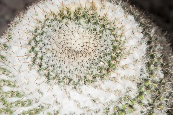 Cactus di Mammillaria formosa — Foto Stock