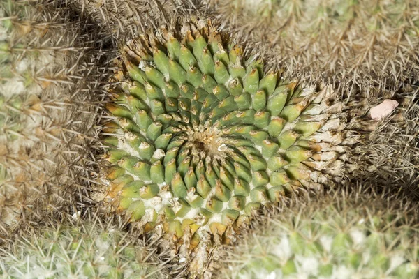 Giovane mammillaria parkinsonii cactus — Foto Stock