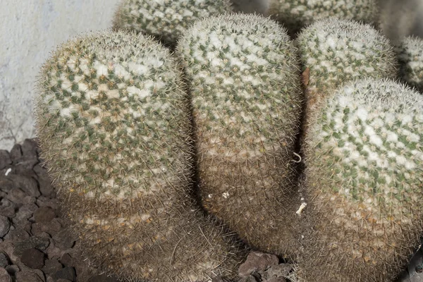 Mammillaria parkinsonii κάκτος, γνωστή ως μάτι κουκουβάγια μαξιλαράκι για καρφίτσες Εικόνα Αρχείου