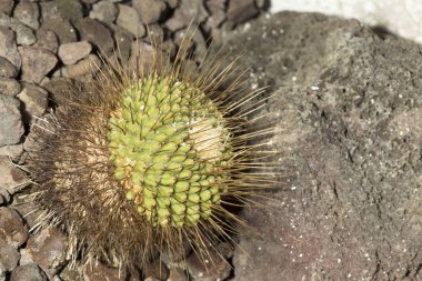 Uzun dikenleri ile etli bitki