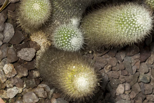 Citron Zlatý míč kaktus sukulentní rostliny — Stock fotografie