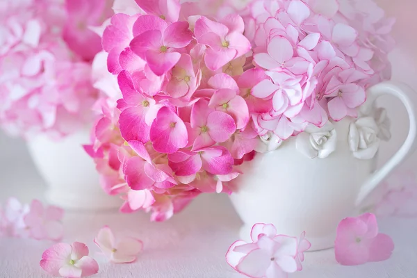 Schöne rosa Hortensienblüten. — Stockfoto