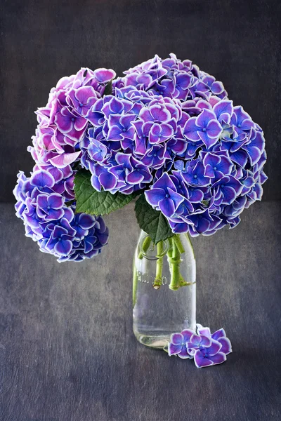 Fialový hydrangea květiny — Stock fotografie