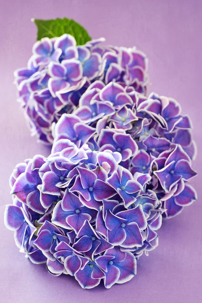 Paarse hortensia bloemen — Stockfoto