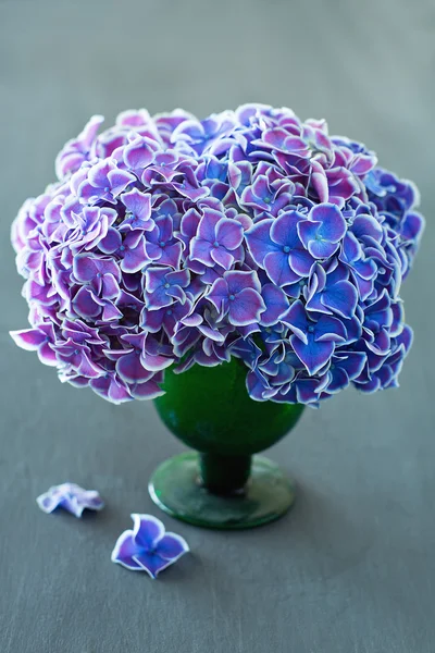 Lila hydrangea blommor — Stockfoto