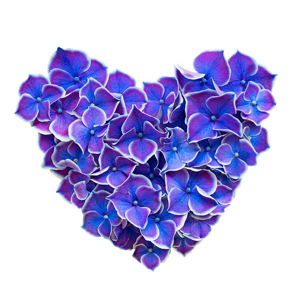 Purple hydrangea petals — Stock Photo, Image