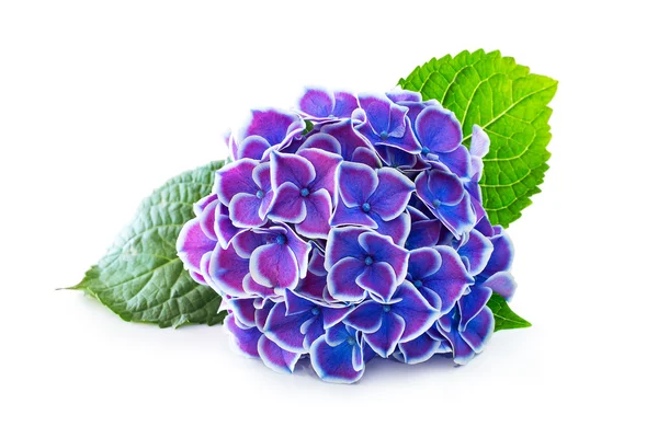 Ortensia di fiore viola — Foto Stock