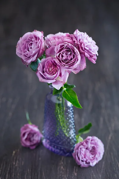 Lindas rosas roxas frescas — Fotografia de Stock