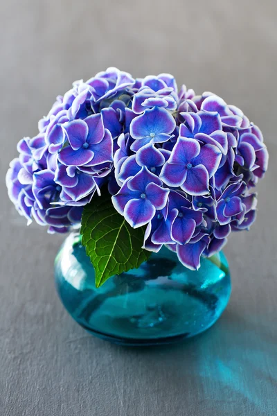 Hermosas flores de hortensias — Foto de Stock