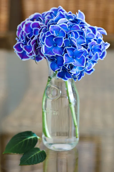 Fialový hydrangea květiny — Stock fotografie