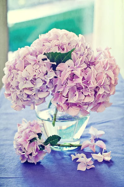 Flores de hortensias rosadas —  Fotos de Stock