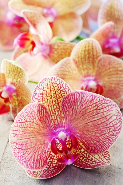 Orchideenblüten — Stockfoto