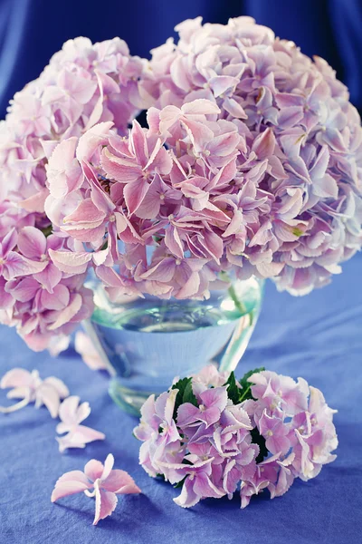 Blüten der rosa Hortensie — Stockfoto