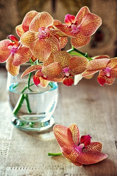 Orchideenblüten — Stockfoto