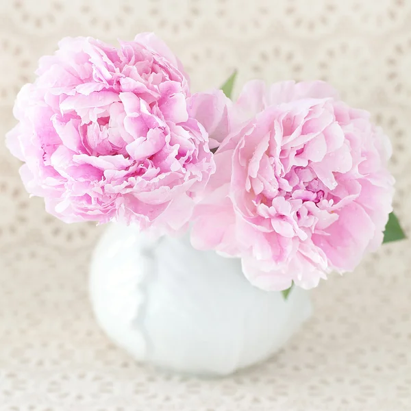 Roze bloemen. — Stockfoto