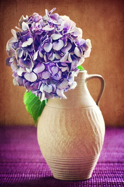 Paarse hortensia bloemen — Stockfoto