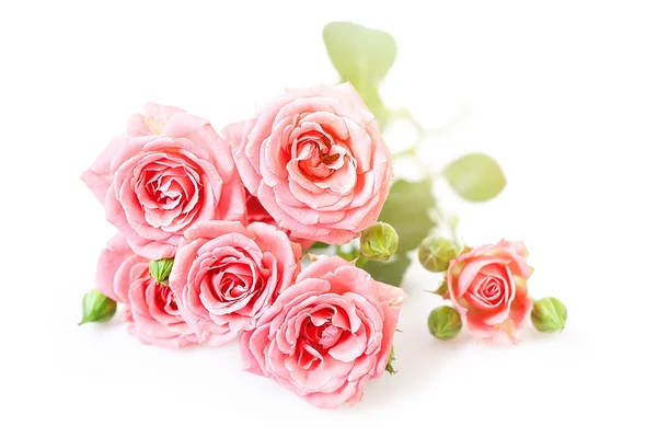 Pink roses Royalty Free Stock Images