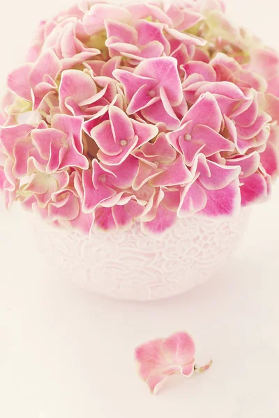 Roze hortensia bloemen — Stockfoto