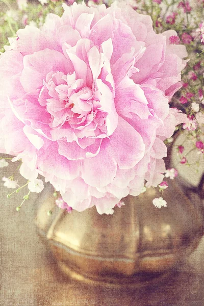 Flores de peonía rosa —  Fotos de Stock