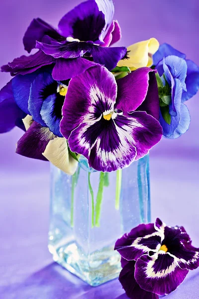 Pansy flores — Fotografia de Stock