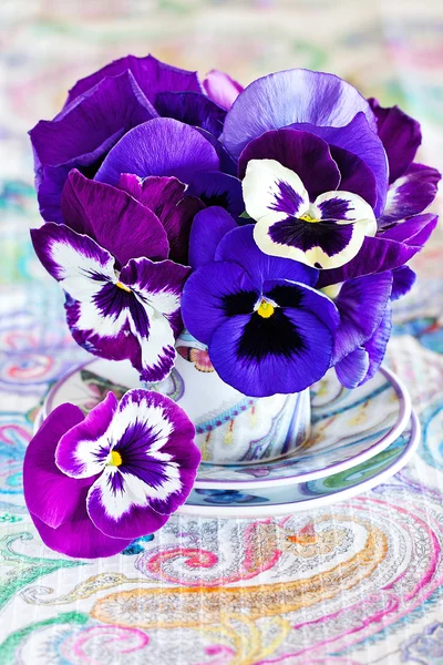 Μοβ άνθη πανσές — Φωτογραφία Αρχείου