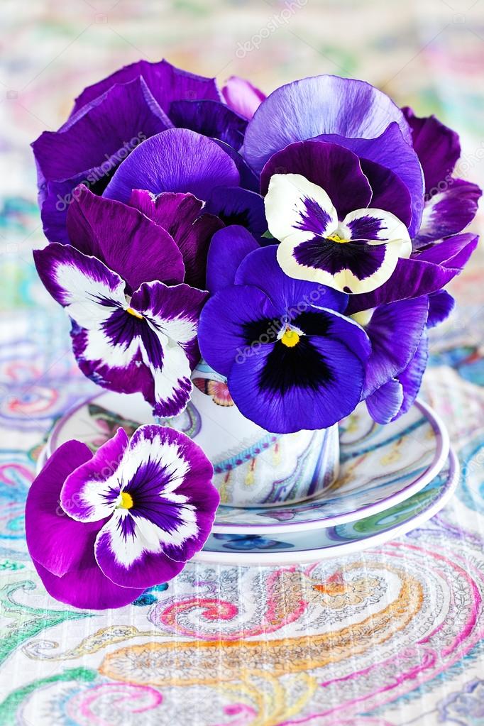 Purple pansy flowers