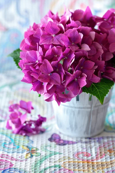 Lila hydrangea blommor — Stockfoto