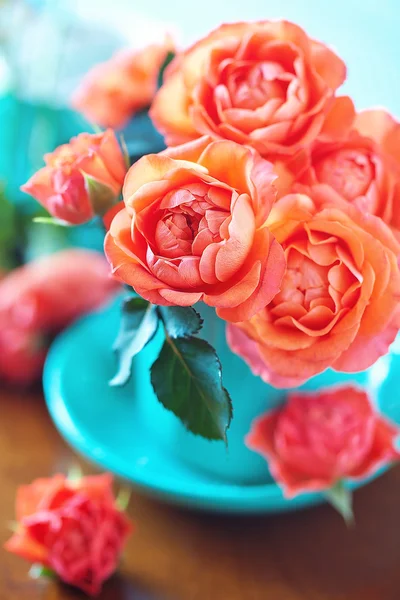 Schöne Rosen — Stockfoto