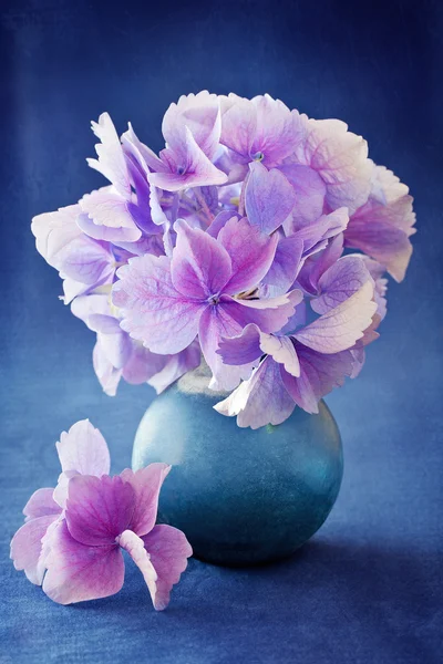 Hydrangea blommor — Stockfoto